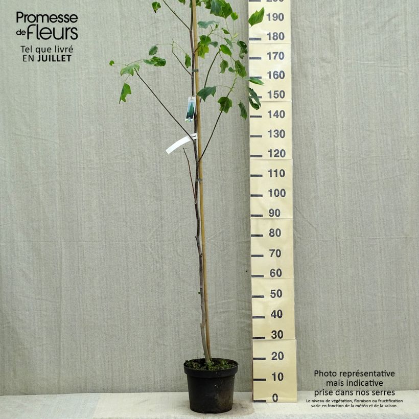 Spécimen de Liriodendron tulipifera Aureomarginatum - Tulipier de Virginie  Pot de 7,5L/10L tel que livré en été