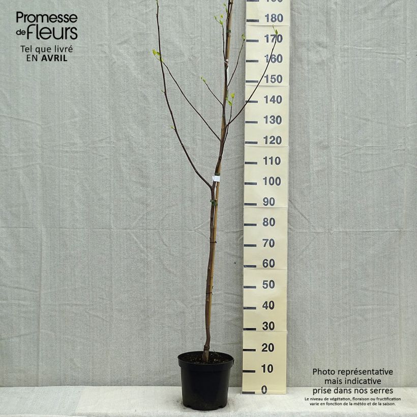 Spécimen de Liriodendron tulipifera Aureomarginatum - Tulipier de Virginie  Pot de 7,5L/10LHauteur livrée env. 175/200cm tel que livré au printemps