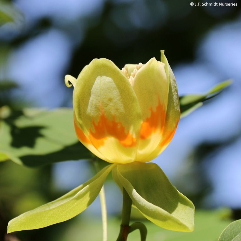 Liriodendron tulipifera Emerald City - Tulipier de Virginie (Floraison)
