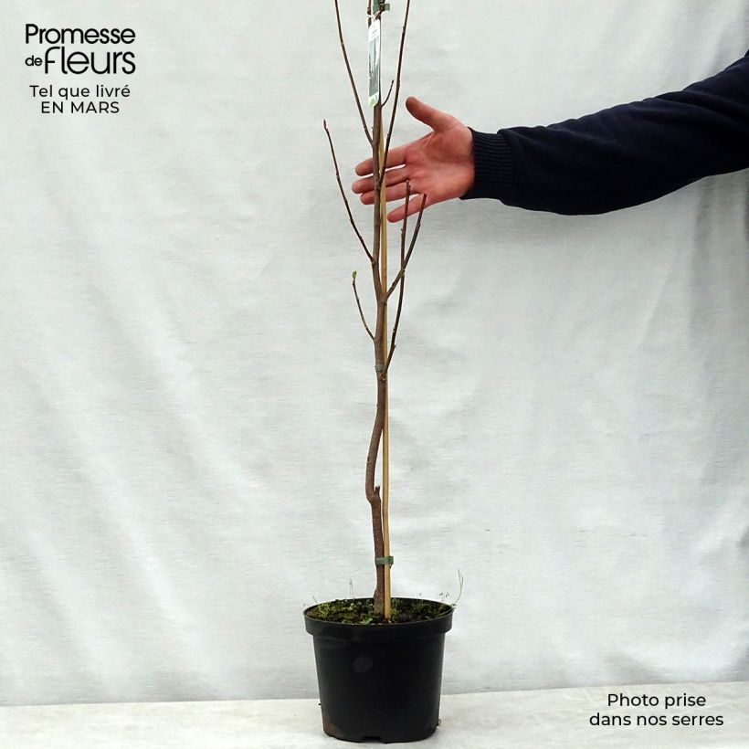 Spécimen de Liriodendron tulipifera Fastigiata - Tulipier de Virginie Pot de 4L/5L tel que livré au printemps