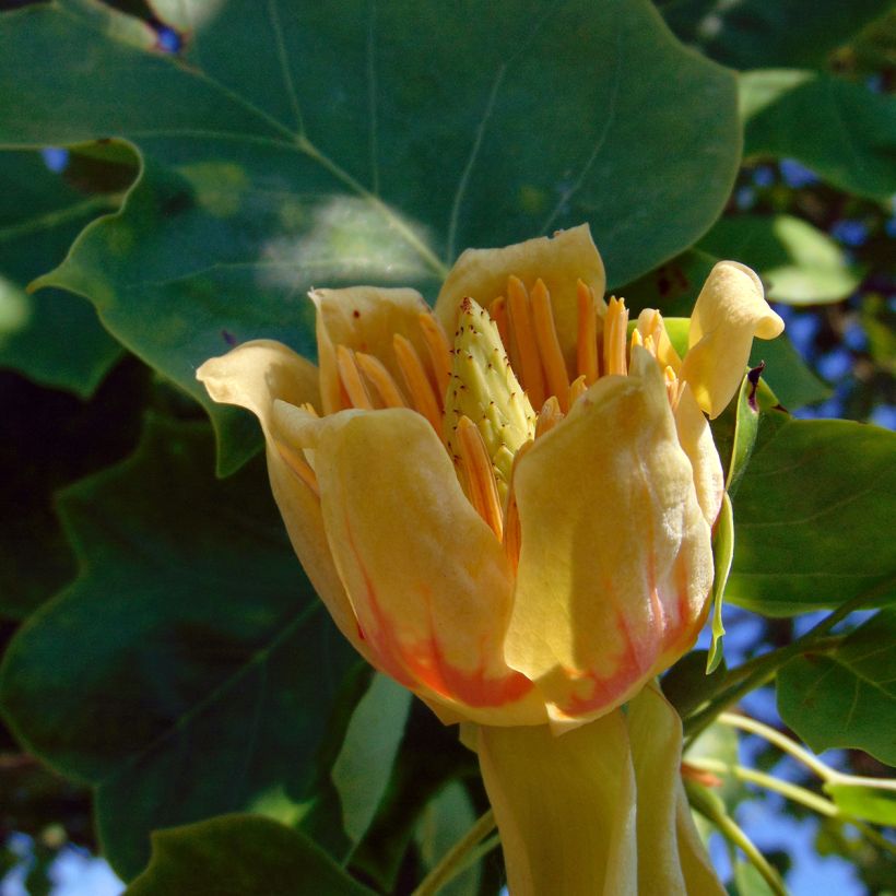 Liriodendron tulipifera - Tulipier de Virginie (Floraison)