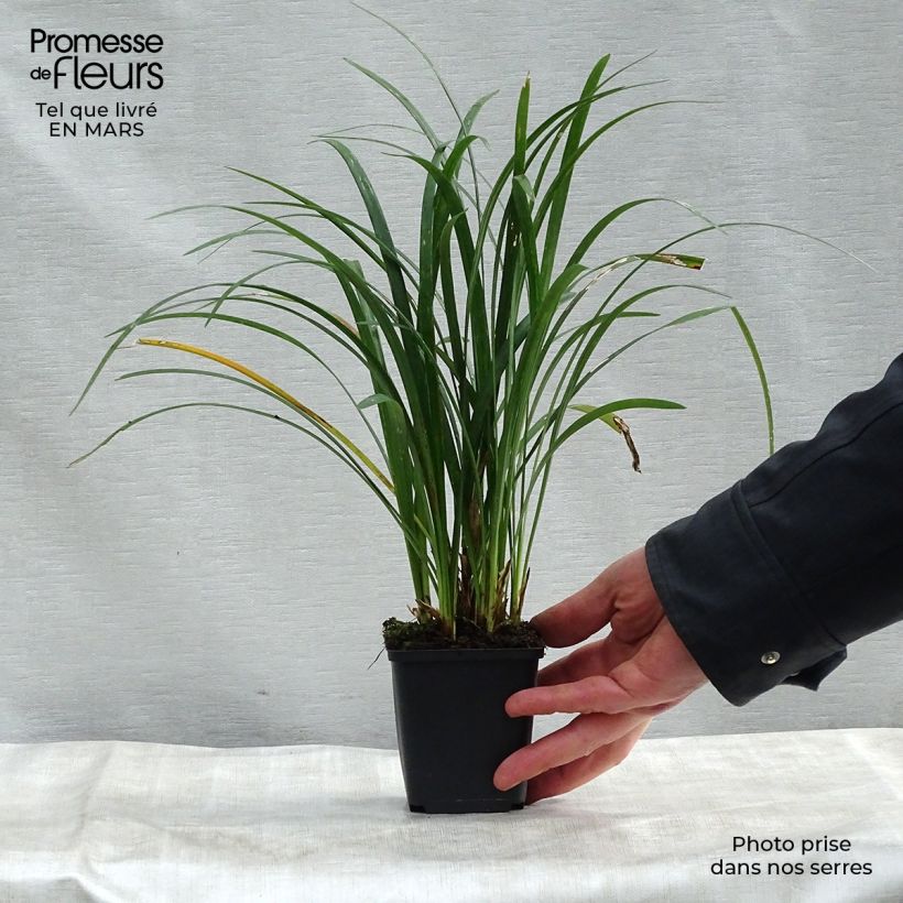 Spécimen de Liriope Super Blue Godet de 9cm tel que livré au printemps