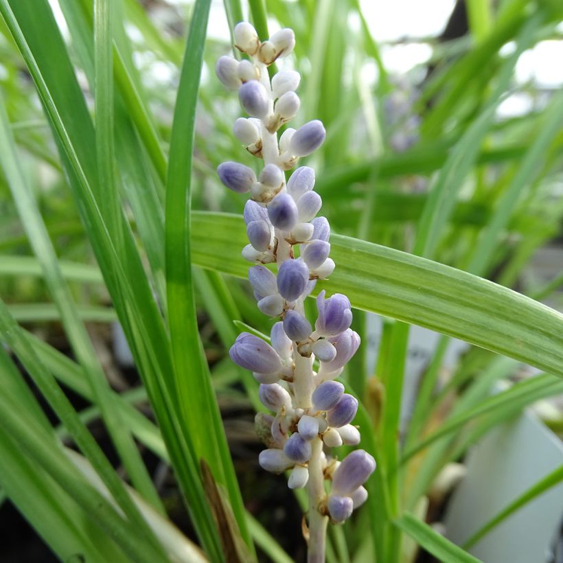 Liriope muscari (Floraison)