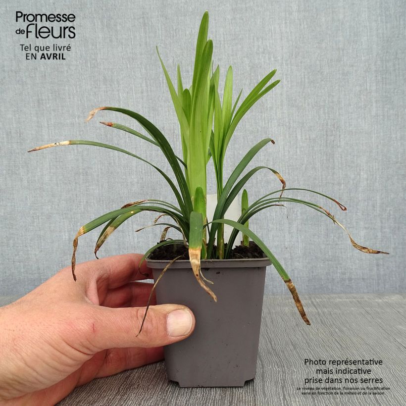 Spécimen de Liriope muscari Big Blue - Godet de 8/9 cm tel que livré au printemps