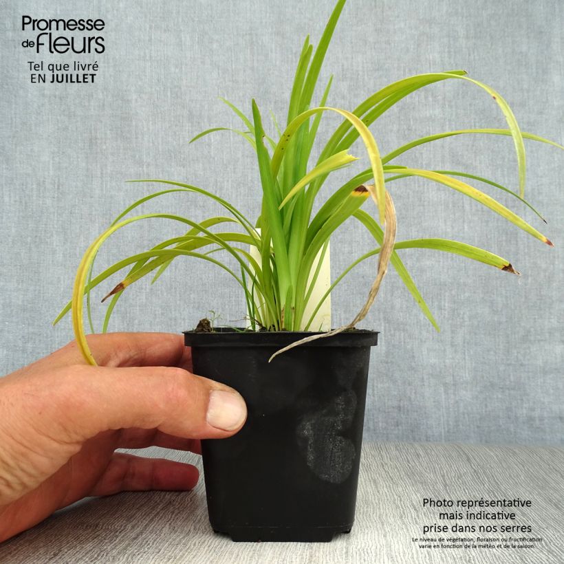Spécimen de Liriope muscari Evergreen Giant Godet de 8/9 cm tel que livré en été