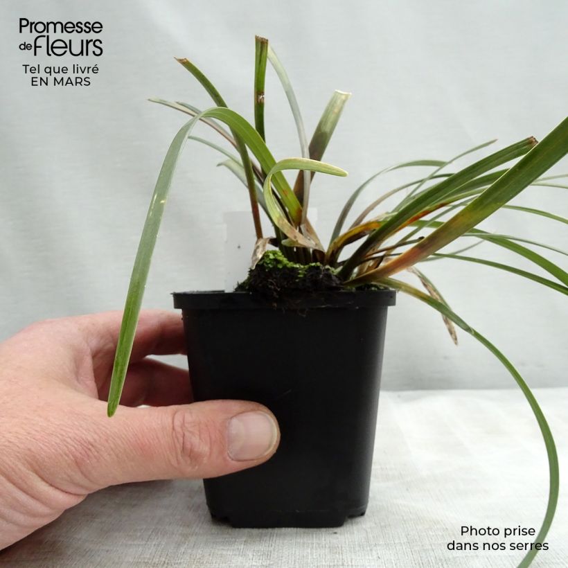 Spécimen de Liriope muscari Evergreen Giant Godet de 9cm tel que livré au printemps