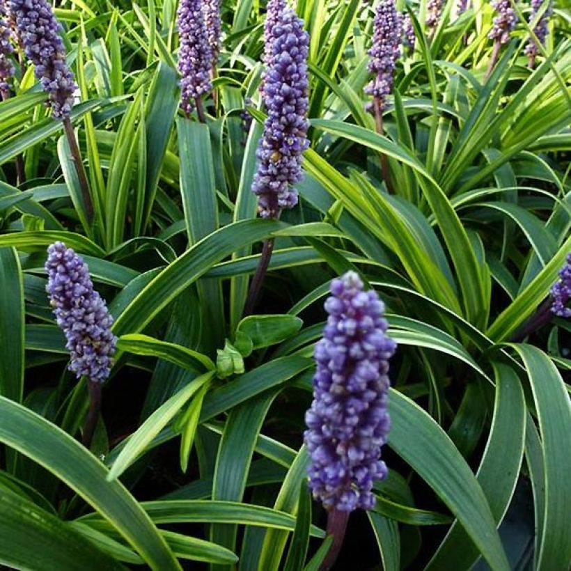 Liriope muscari Gold Banded (Floraison)