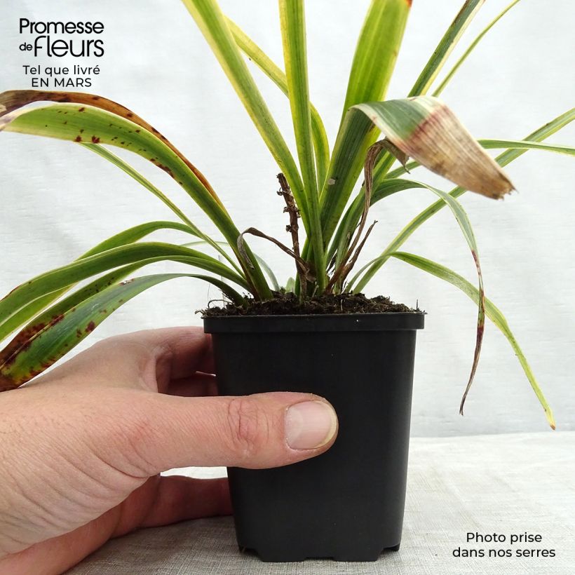 Spécimen de Liriope muscari Gold Banded Godet de 9cm tel que livré au printemps