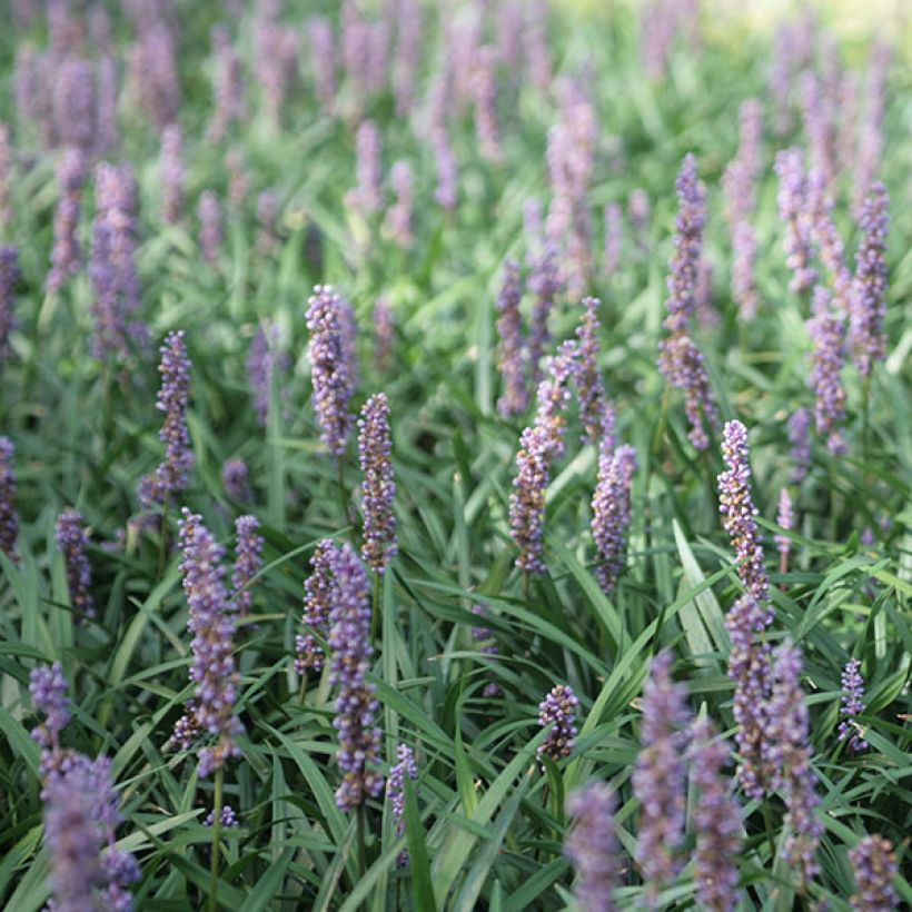 Liriope muscari Ingwersen (Floraison)