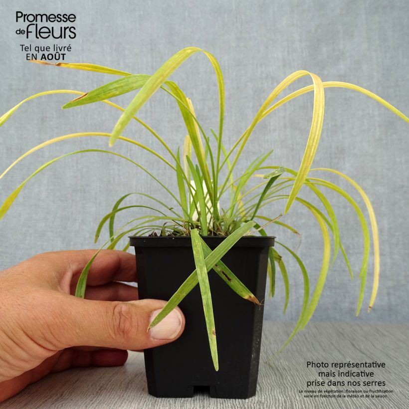 Spécimen de Liriope muscari Ingwersen Godet de 8/9 cm tel que livré en été
