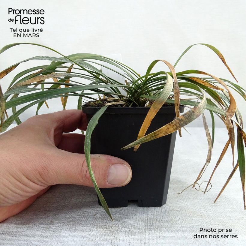 Spécimen de Liriope muscari Ingwersen Godet de 9cm tel que livré au printemps