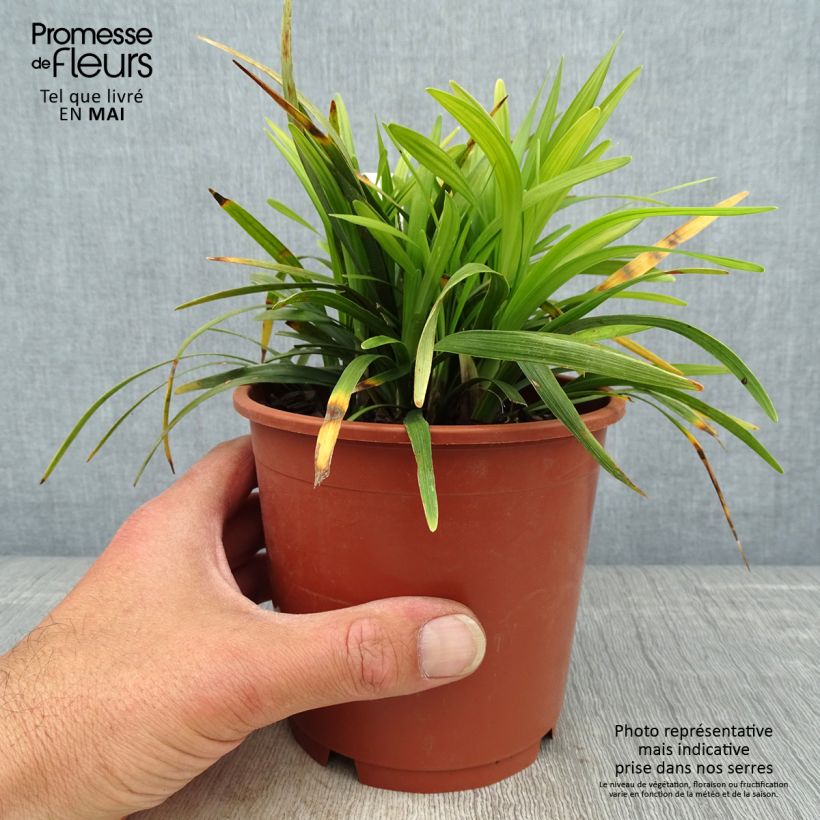 Spécimen de Liriope muscari Ingwersen en pot de 1L/1.5L tel que livré au printemps