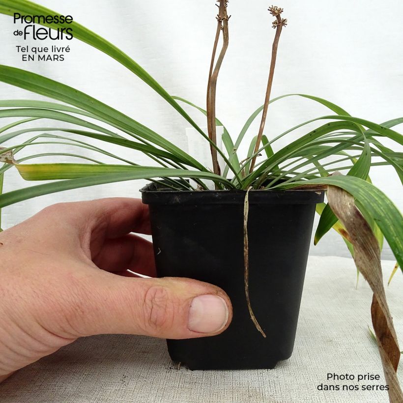 Spécimen de Liriope muscari Lilac Wonder Godet de 8/9 cm tel que livré au printemps