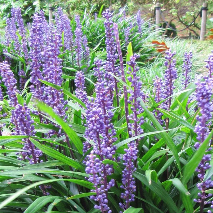 Liriope muscari Majestic (Floraison)