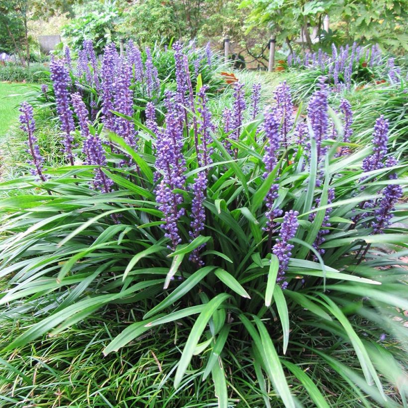 Liriope muscari Majestic (Port)