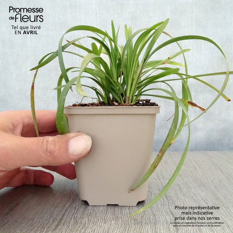 Spécimen de Liriope muscari Majestic Godet de 9cm tel que livré au printemps