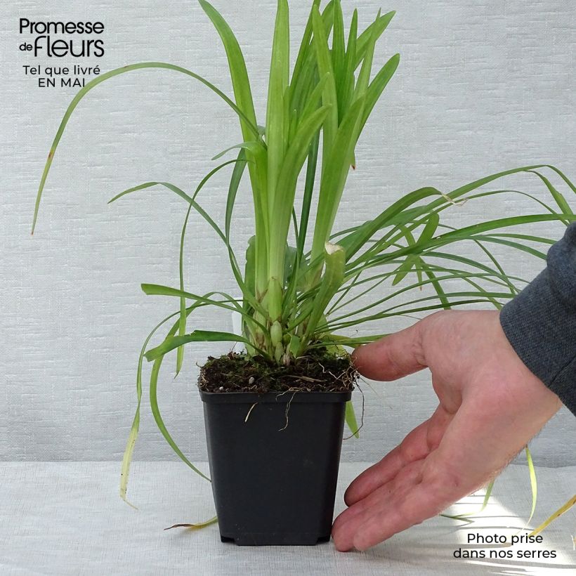 Spécimen de Liriope muscari Monroe White  Godet de 9cm tel que livré au printemps