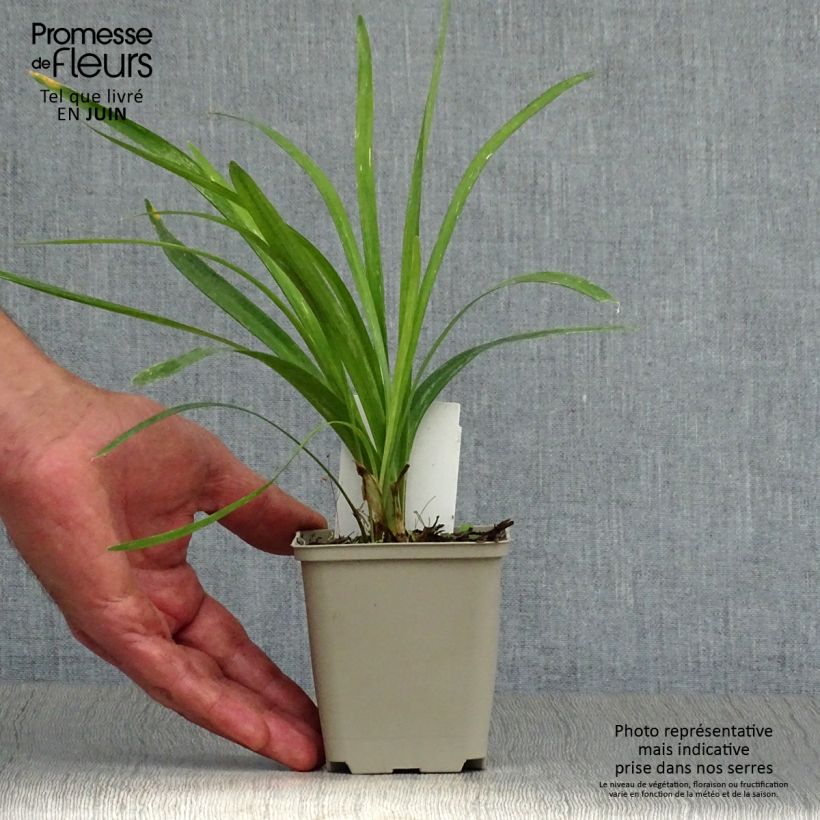 Spécimen de Liriope muscari Monroe White  Godet de 8/9 cm tel que livré en été