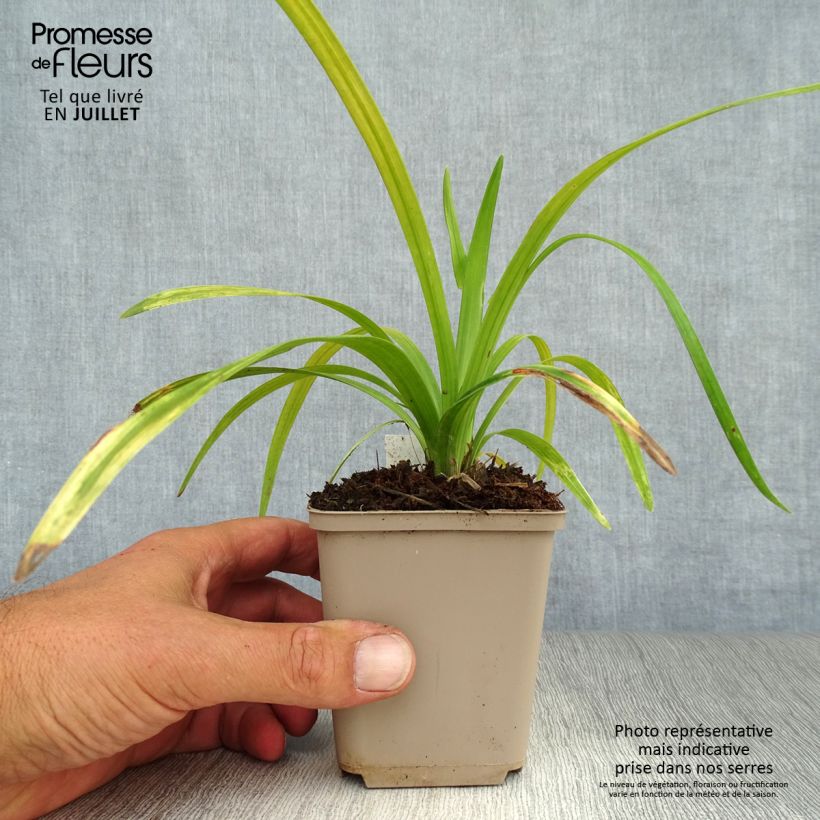 Spécimen de Liriope muscari Royal Purple Godet de 8/9 cm tel que livré en été