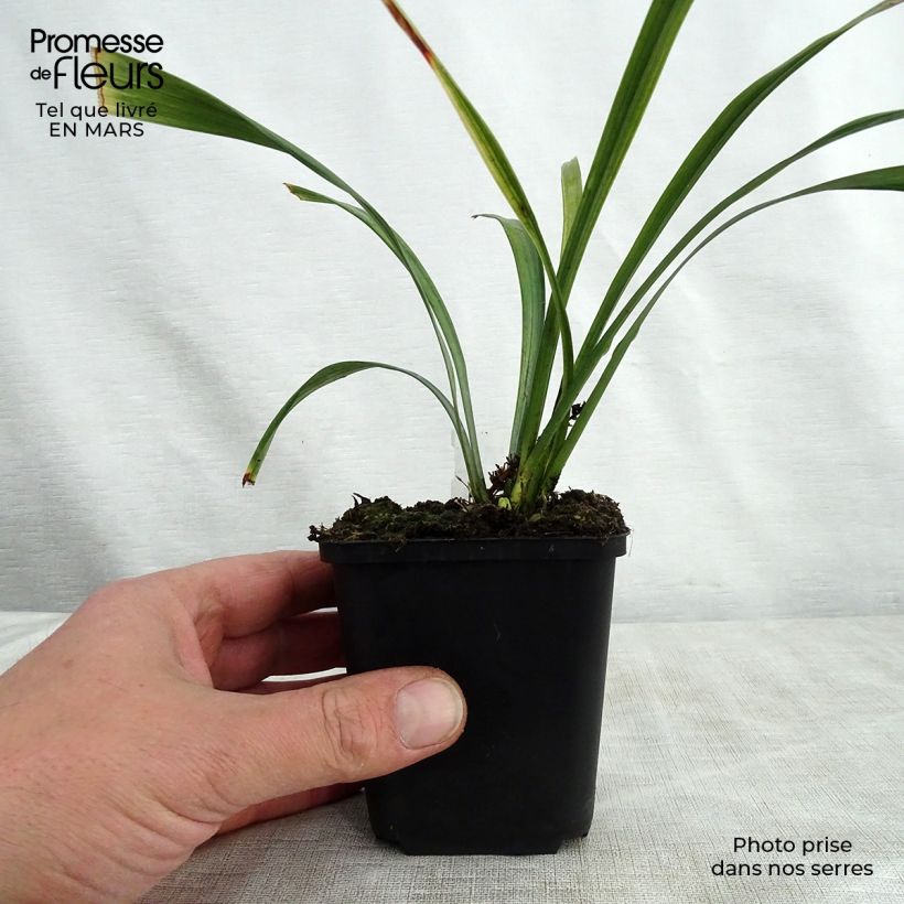 Spécimen de Liriope muscari Royal Purple tel que livré au printemps