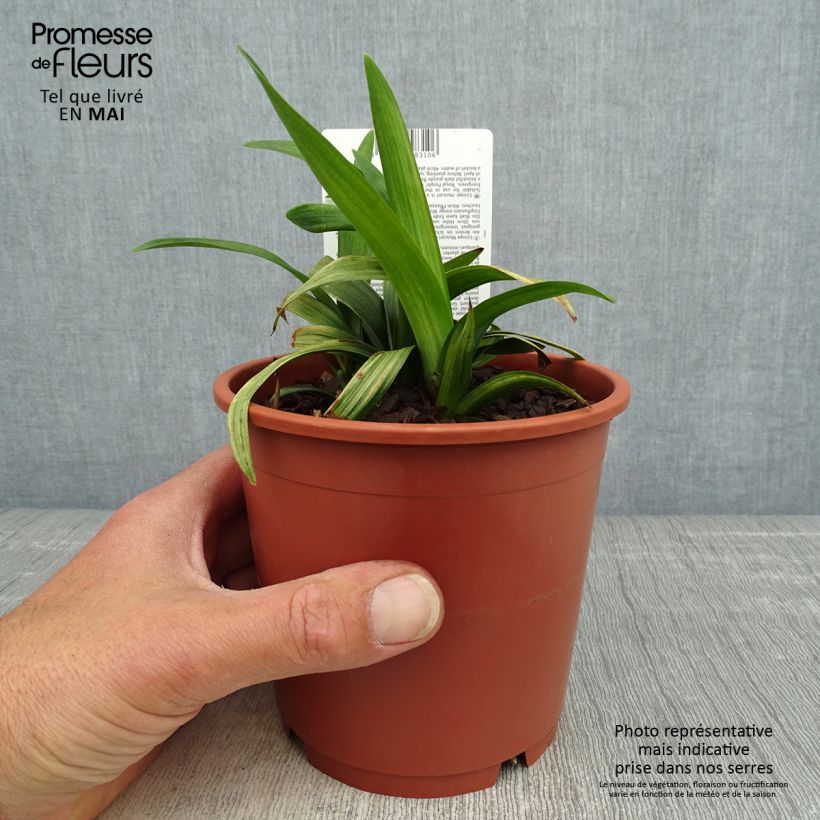 Spécimen de Liriope muscari Royal Purple en pot de 1L/1.5L tel que livré au printemps