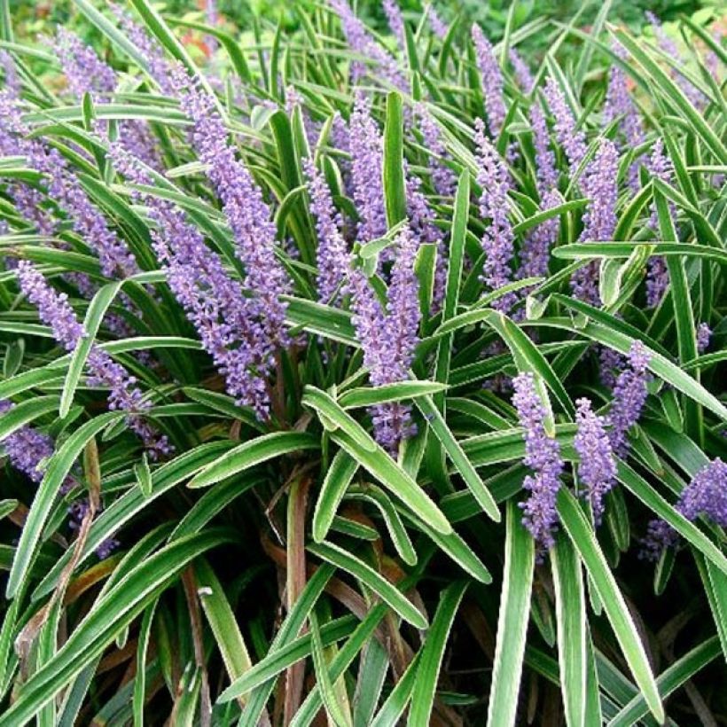 Liriope muscari Variegata (Floraison)