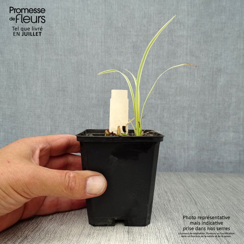 Spécimen de Liriope muscari Variegata Godet de 8/9 cm tel que livré en été