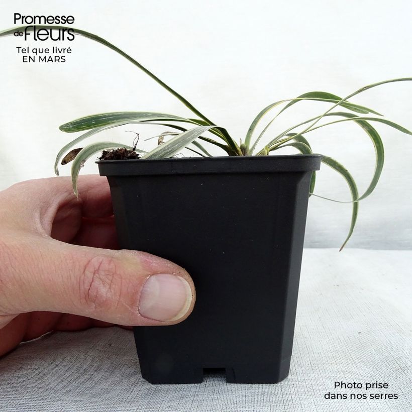 Spécimen de Liriope muscari Variegata Godet de 9cm tel que livré au printemps