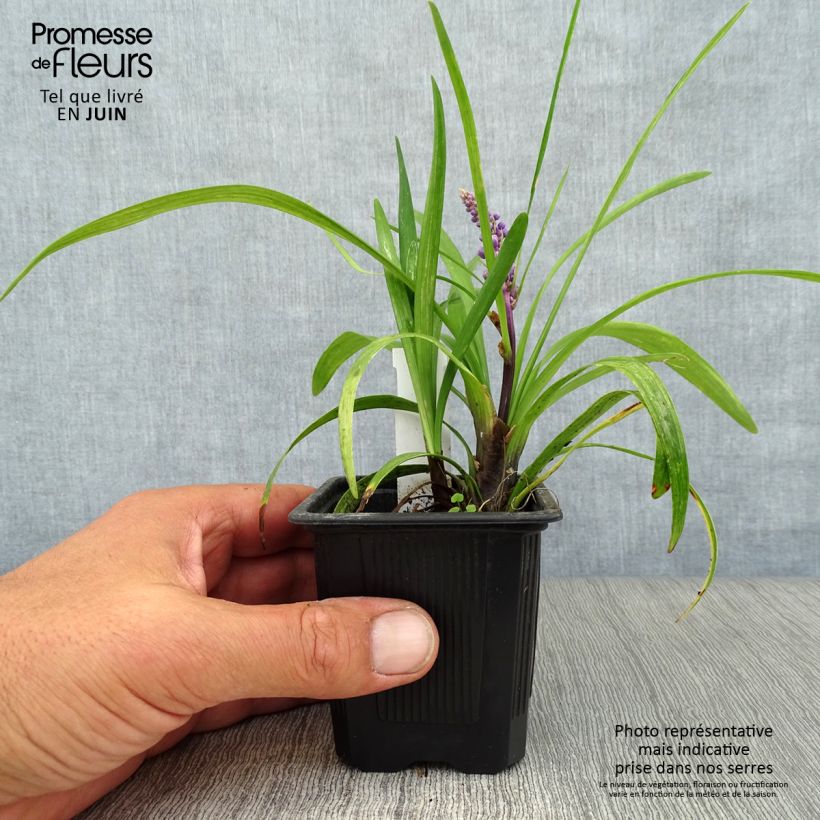 Spécimen de Liriope muscari Godet de 8/9 cm tel que livré en été