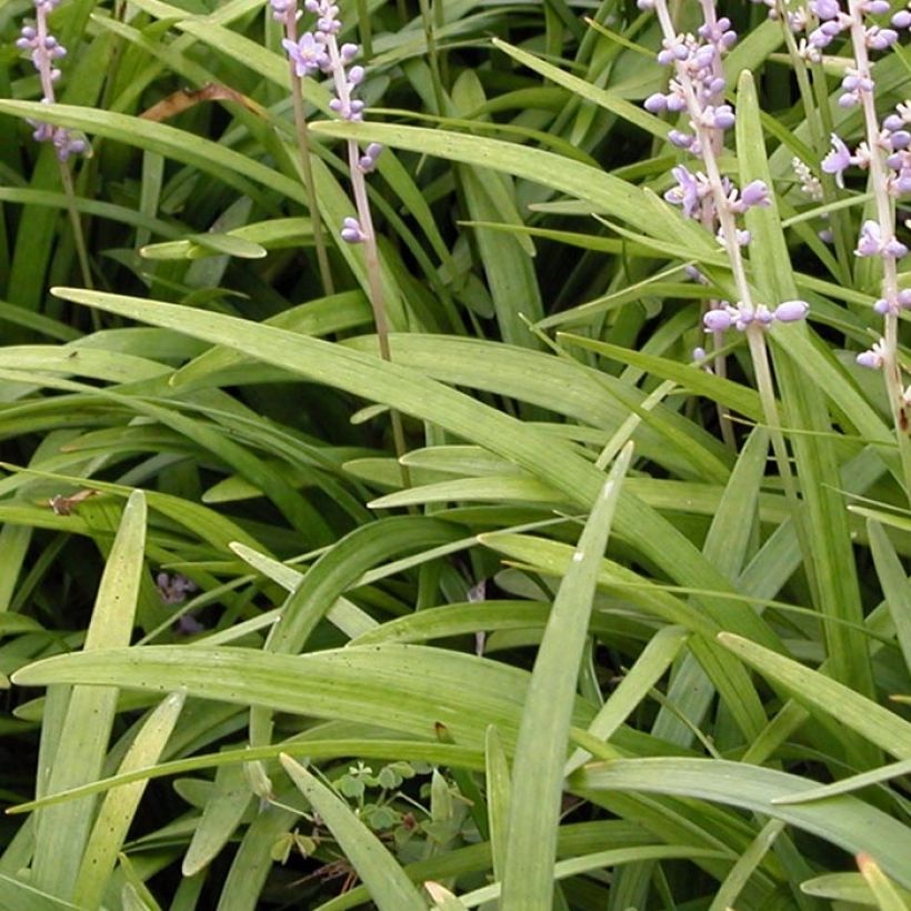 Liriope spicata (Feuillage)