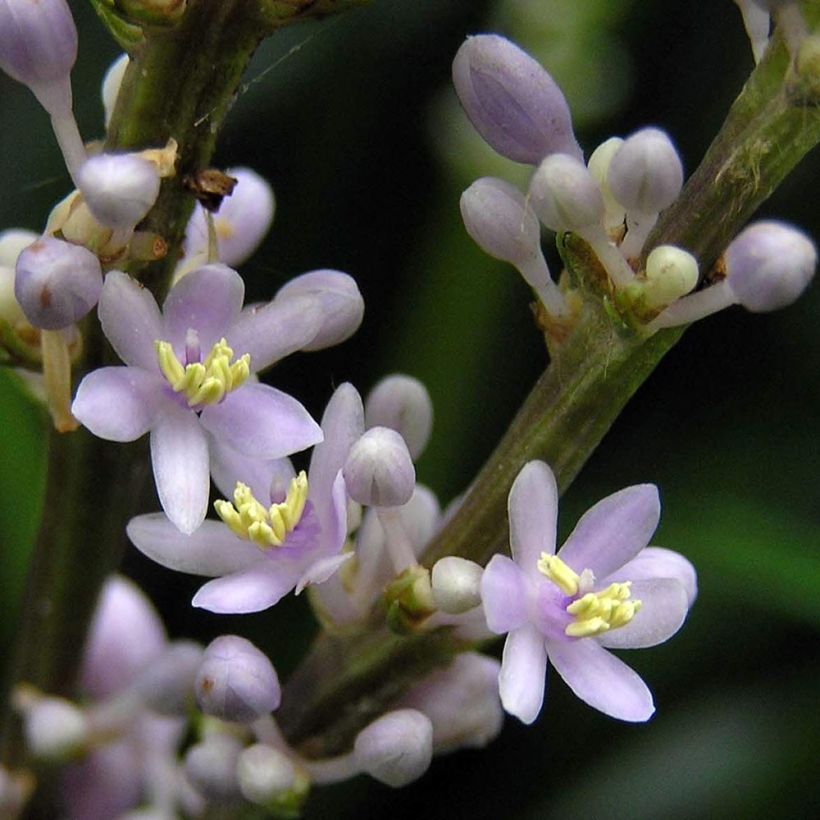 Liriope spicata (Floraison)