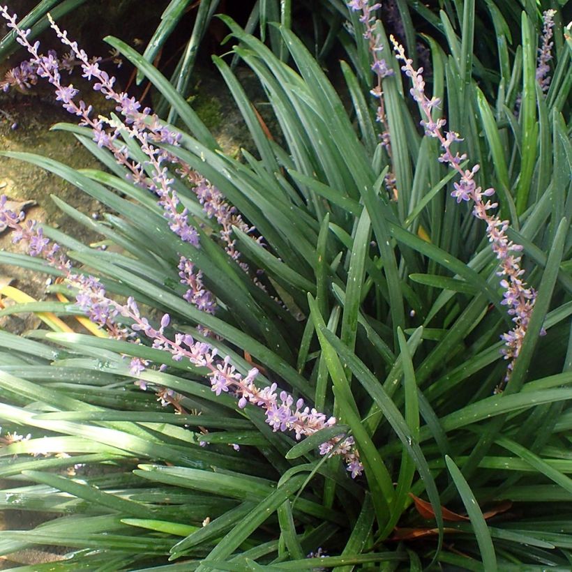 Liriope spicata (Port)