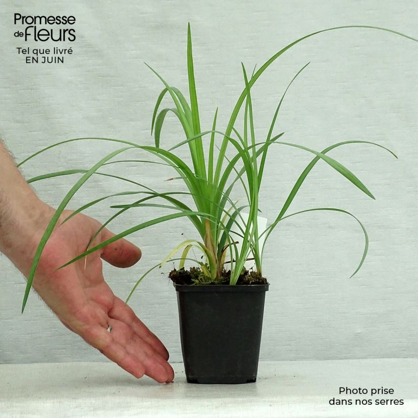 Spécimen de Liriope spicata Godet de 8/9 cm tel que livré en été