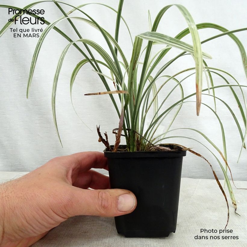 Spécimen de Liriope spicata Silver Dragon Godet de 9cm tel que livré au printemps