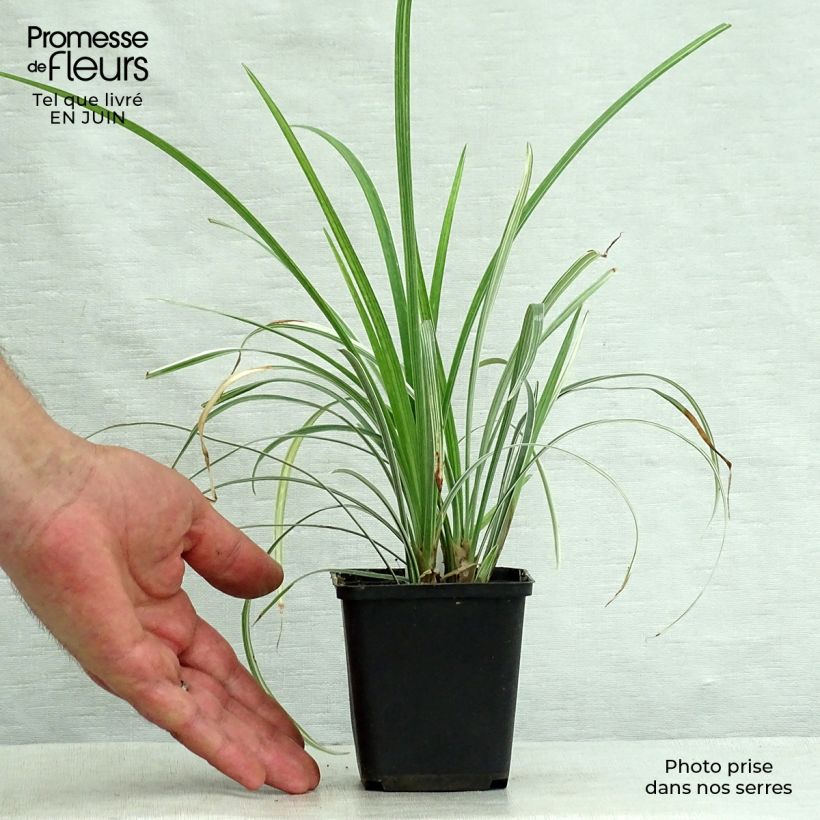 Spécimen de Liriope spicata Silver Dragon Godet de 8/9 cm tel que livré en été