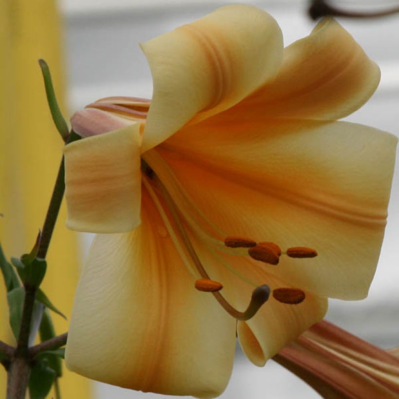 Lis trompette - Lilium x regale African Queen (Floraison)