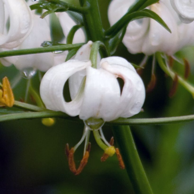 Lis botanique - Lilium martagon var. album (blanc) (Floraison)
