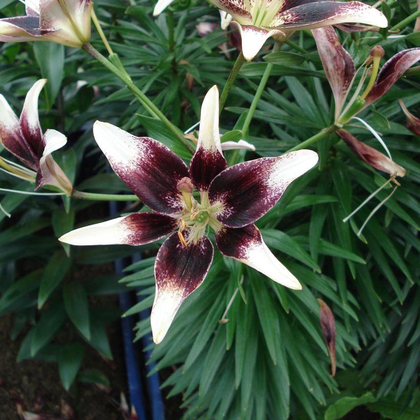 Lis asiatique - Lilium Netty's pride (Floraison)