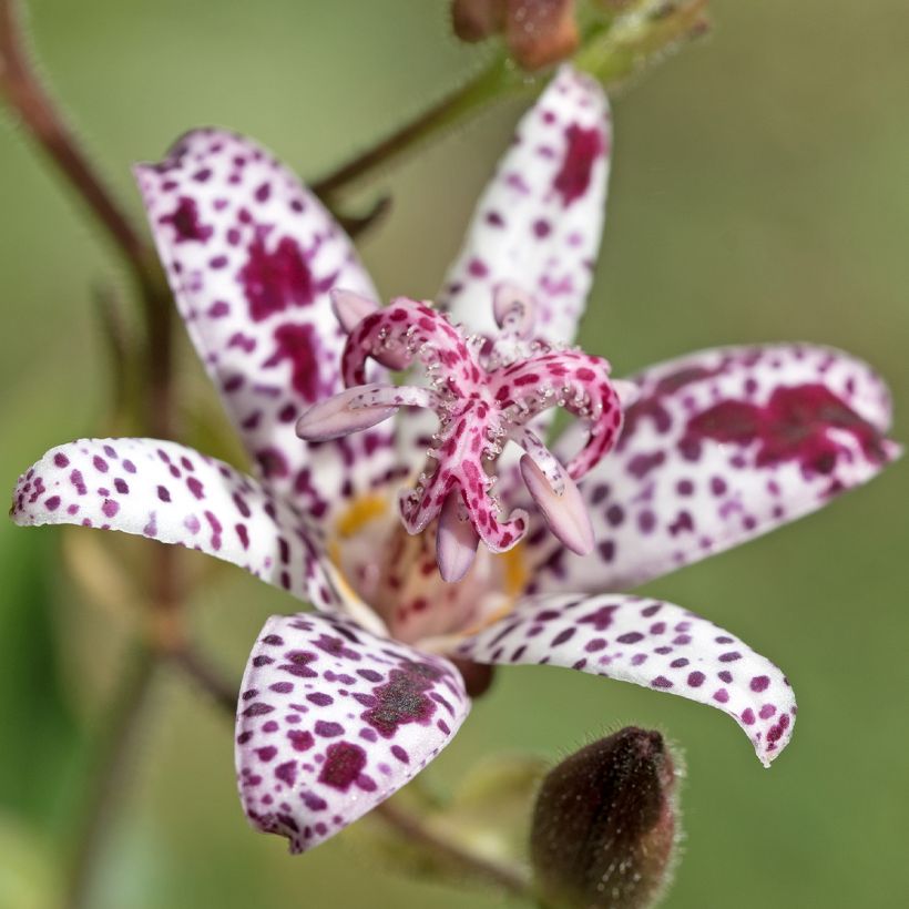 Lis Orchidée, Tricyrtis hirta Albomarginata, Lis crapaud (Floraison)