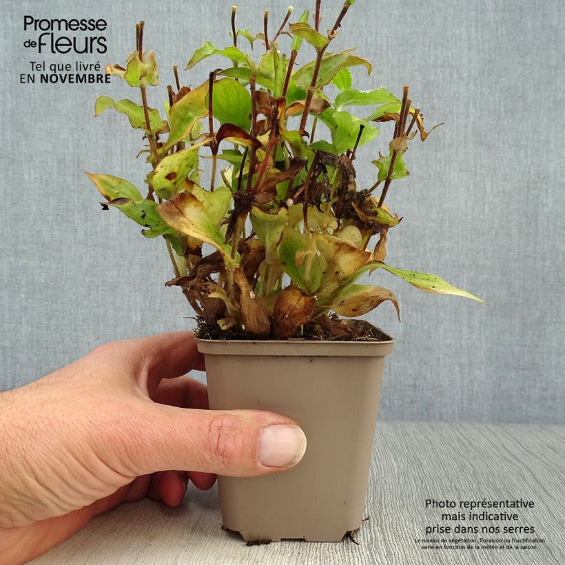 Spécimen de Lis Orchidée - Tricyrtis hirta, Lis crapaud Godet de 8/9 cm tel que livré en automne