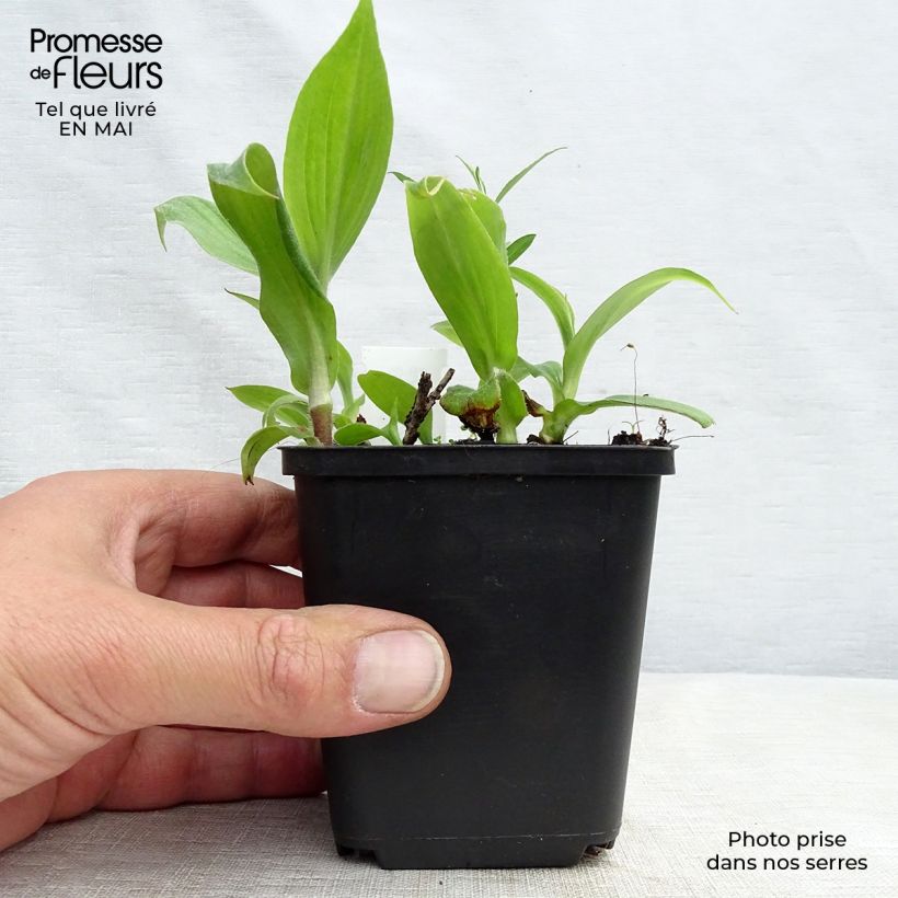 Spécimen de Lis Orchidée - Tricyrtis hirta Miyazaki Godet de 9cm tel que livré au printemps
