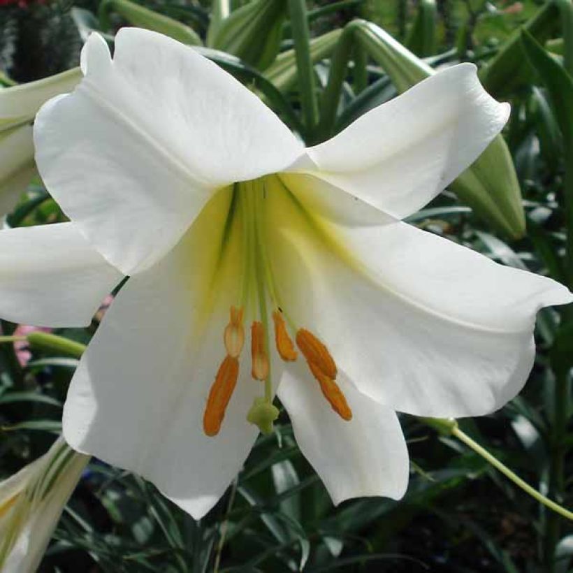 Lis royal blanc - Lilium regale Album (Floraison)