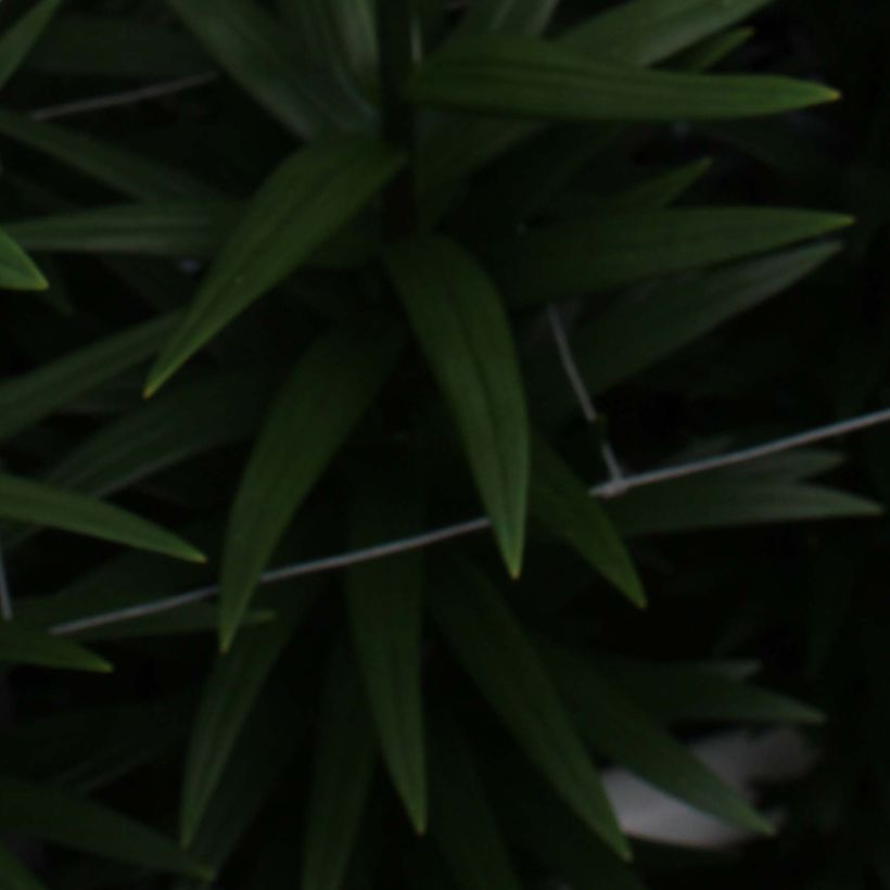 Lis asiatique Navona (Feuillage)