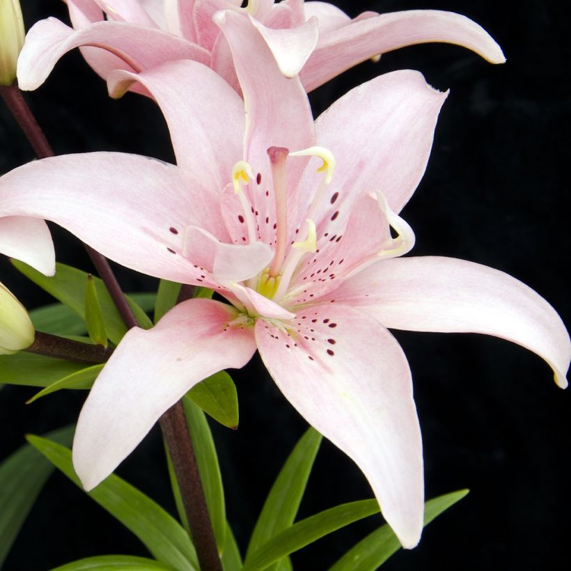 Lis asiatique double Elodie (Floraison)