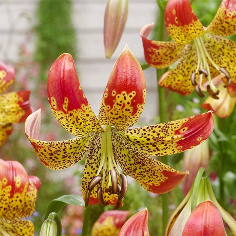 Lis hybride Fusion - Lilium (x) pardalinum (Floraison)