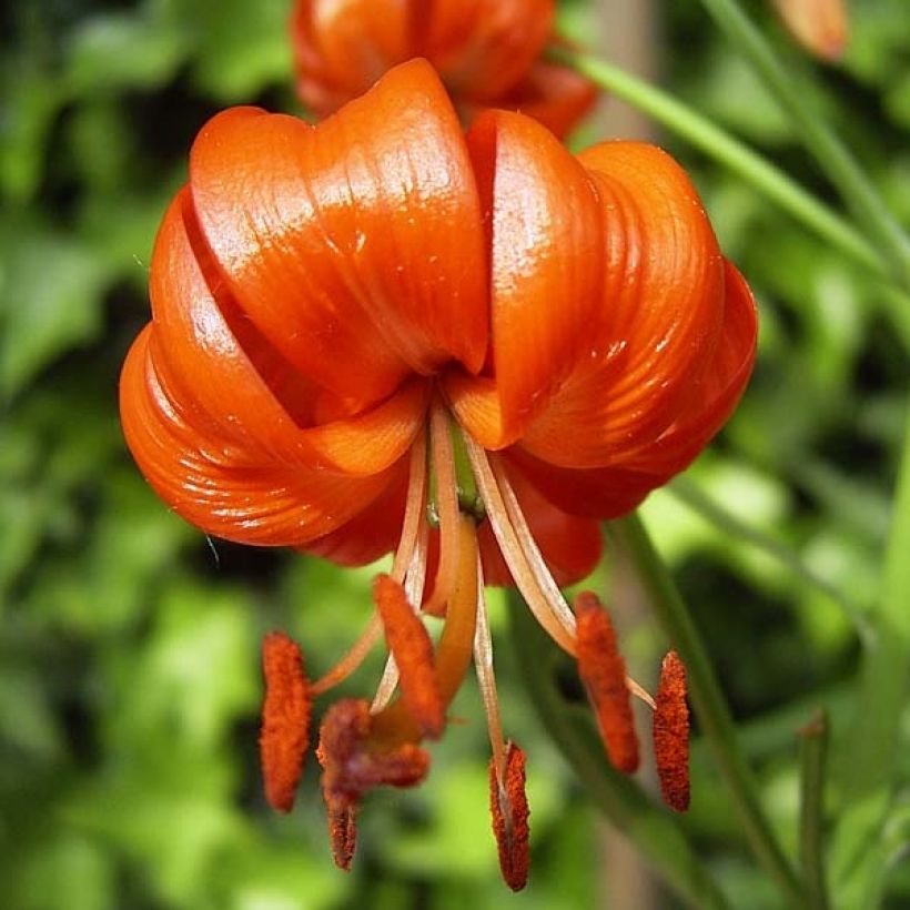 Lis botanique corail - Lilium pumilum (Floraison)