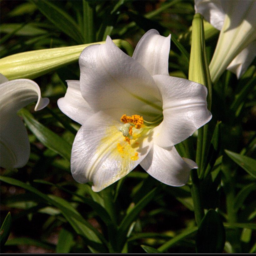 Lis de Pâques - Lilium longiflorum Snow Queen (Floraison)