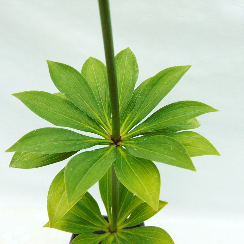Lis martagon - Lilium martagon var.albiflorum  (Feuillage)
