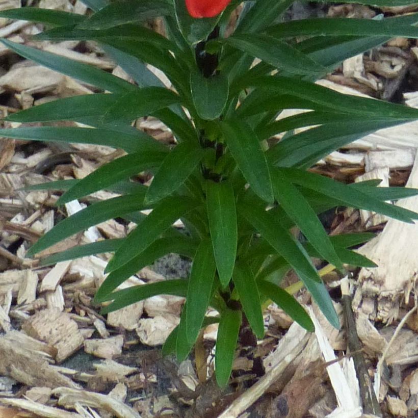Lis nain Crimson Pixie - Lis asiatique  (Feuillage)