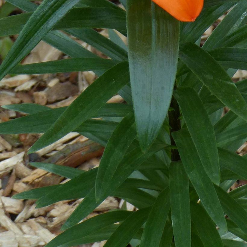 Lis nain Orange Pixie - Lis asiatique  (Feuillage)